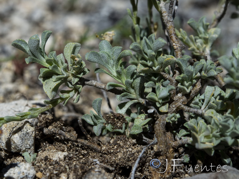 Hormathophylla baetica.12