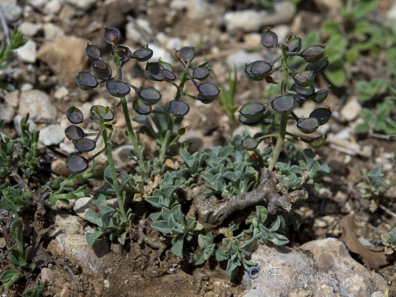 Hormathophylla baetica.13