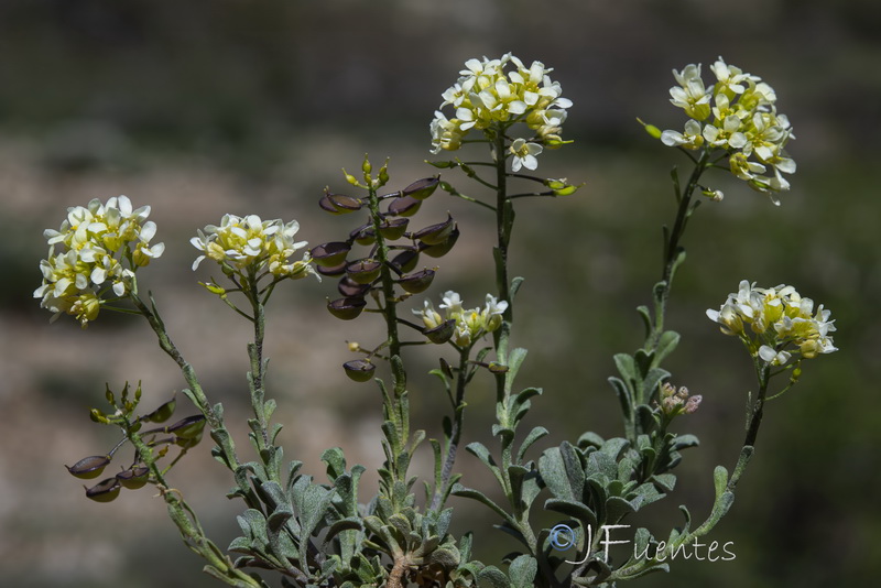 Hormathophylla baetica.14
