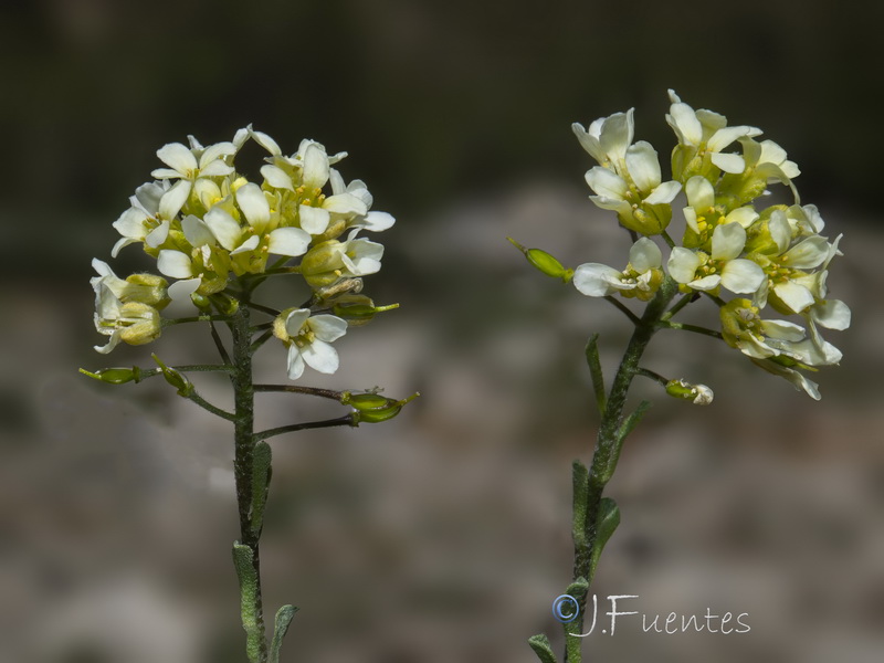 Hormathophylla baetica.15