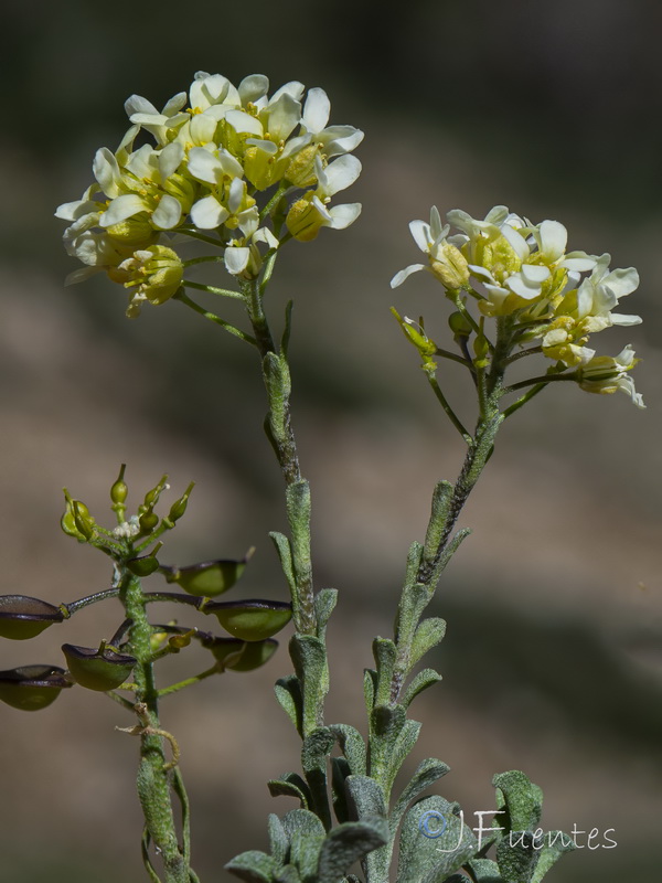 Hormathophylla baetica.16
