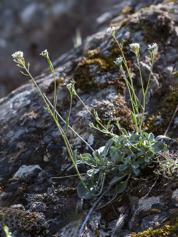 Hormathophylla cadevalliana.01