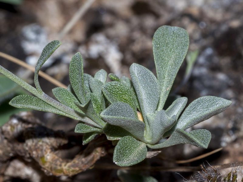 Hormathophylla cadevalliana.02