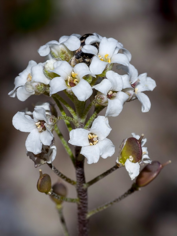 Hormathophylla cadevalliana.03