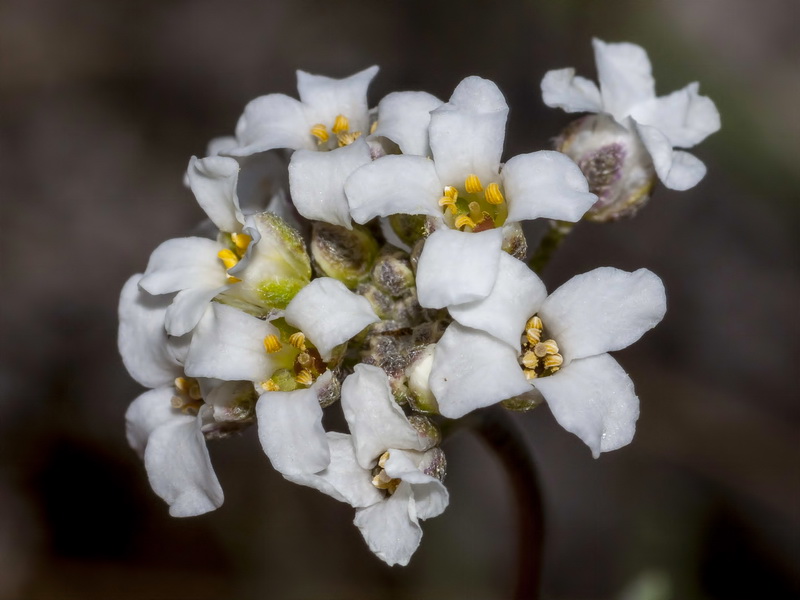 Hormathophylla cadevalliana.04