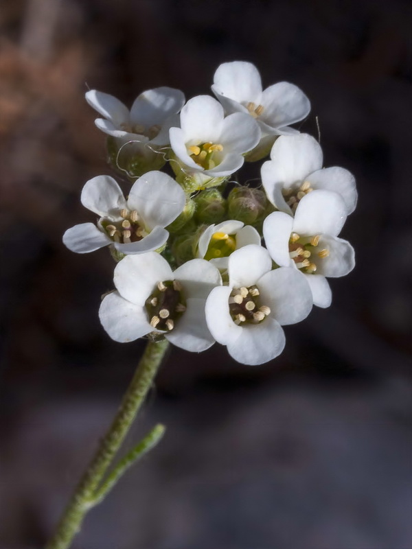 Hormathophylla cadevalliana.05