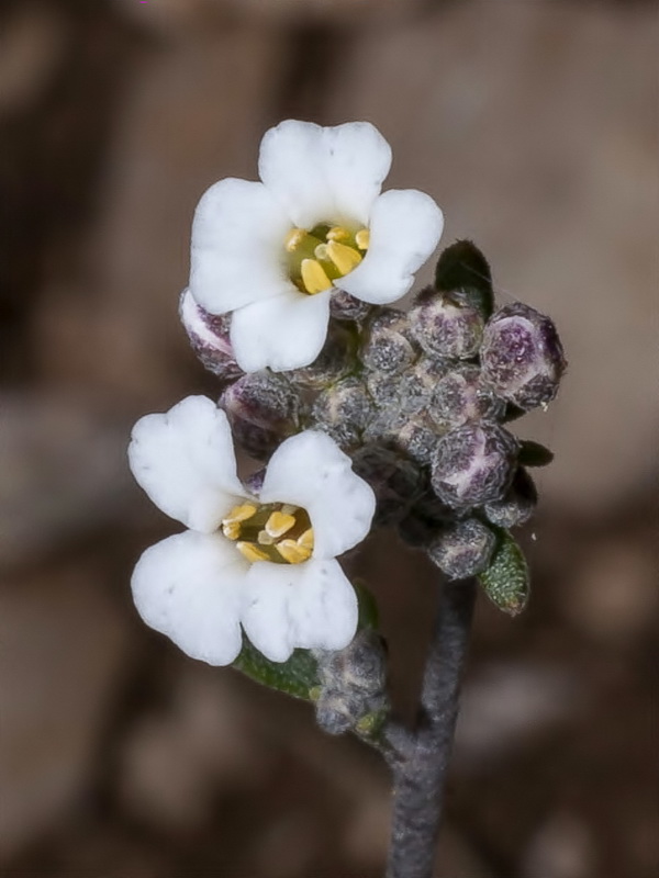 Hormathophylla cadevalliana.06