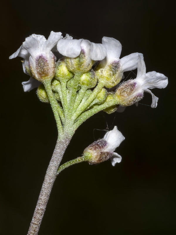Hormathophylla cadevalliana.07