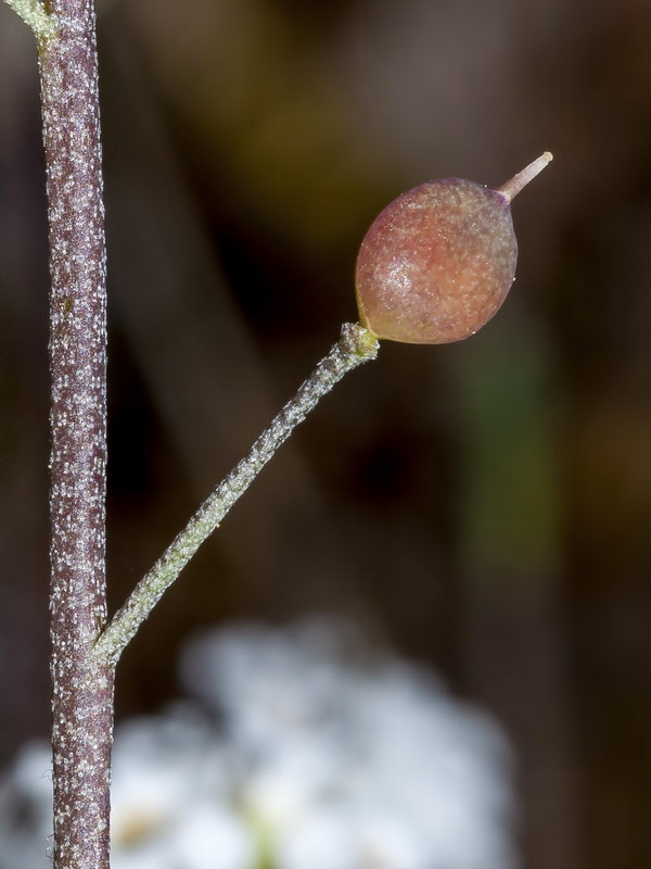 Hormathophylla cadevalliana.08