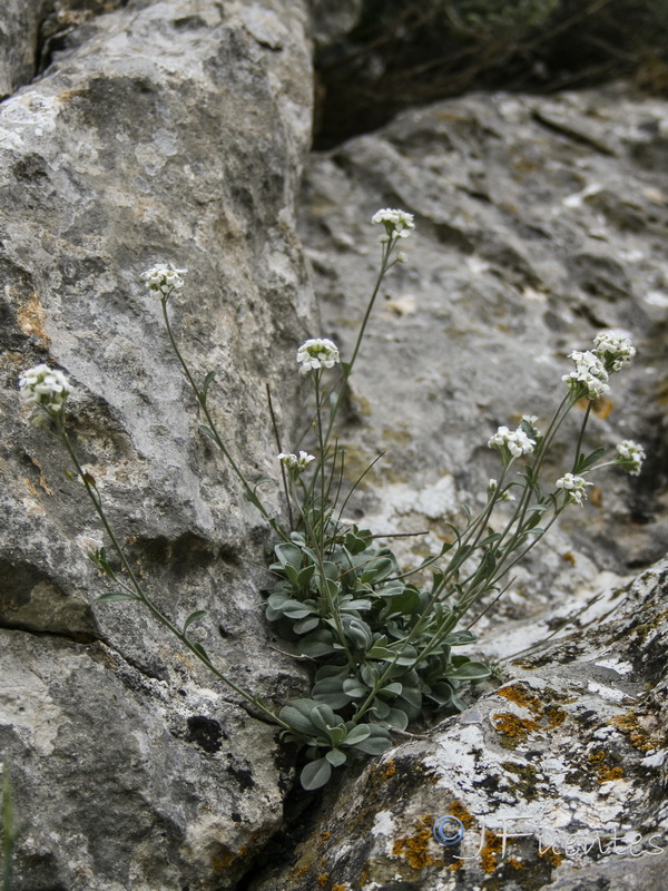 Hormathophylla cadevalliana.09