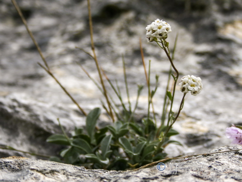 Hormathophylla cadevalliana.12