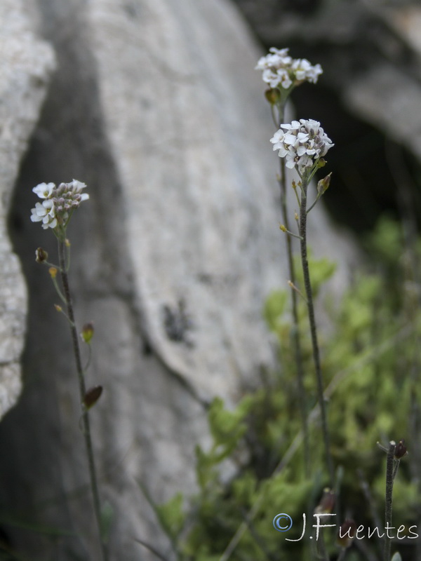 Hormathophylla cadevalliana.14