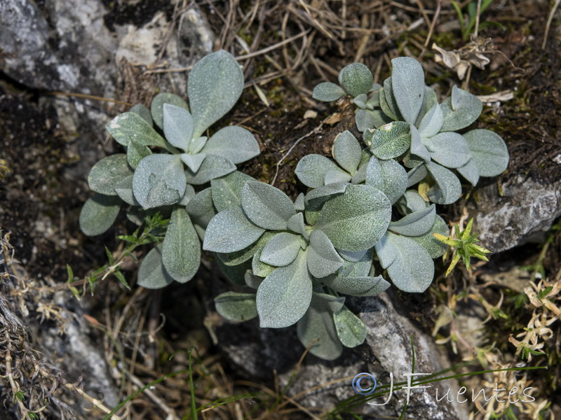 Hormathophylla cadevalliana.10