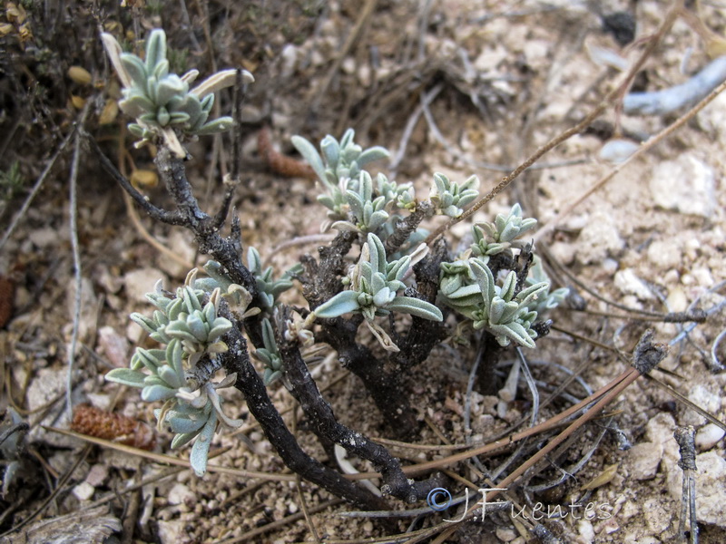 Hormathophylla lapeyrouseana tortuosa.02