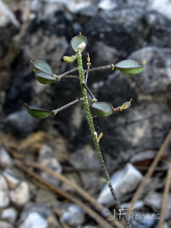 Hormathophylla lapeyrouseana tortuosa.03