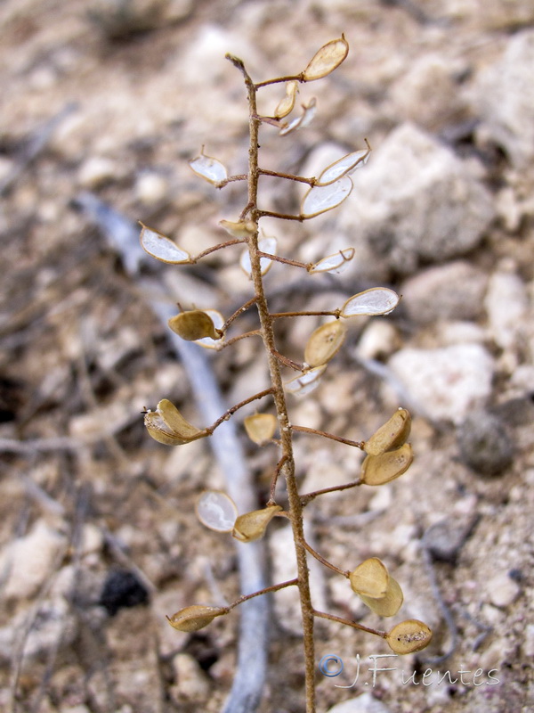 Hormathophylla lapeyrouseana tortuosa.05