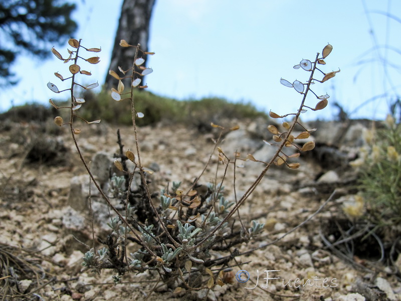 Hormathophylla lapeyrouseana tortuosa.06