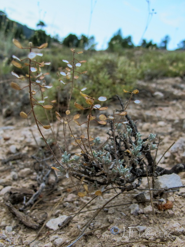 Hormathophylla lapeyrouseana tortuosa.07