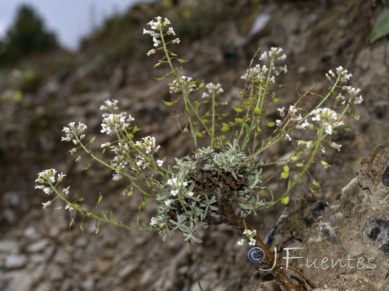 Hormathophylla lapeyrousiana angustifolia.02