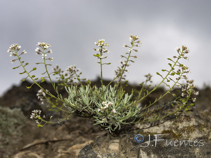 Hormathophylla lapeyrousiana angustifolia.03