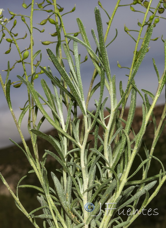 Hormathophylla lapeyrousiana angustifolia.04