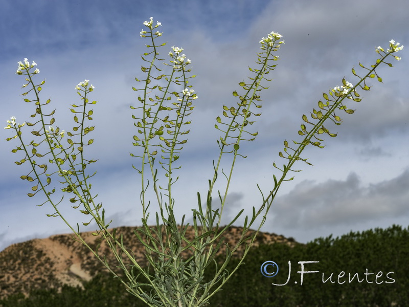 Hormathophylla lapeyrousiana angustifolia.05