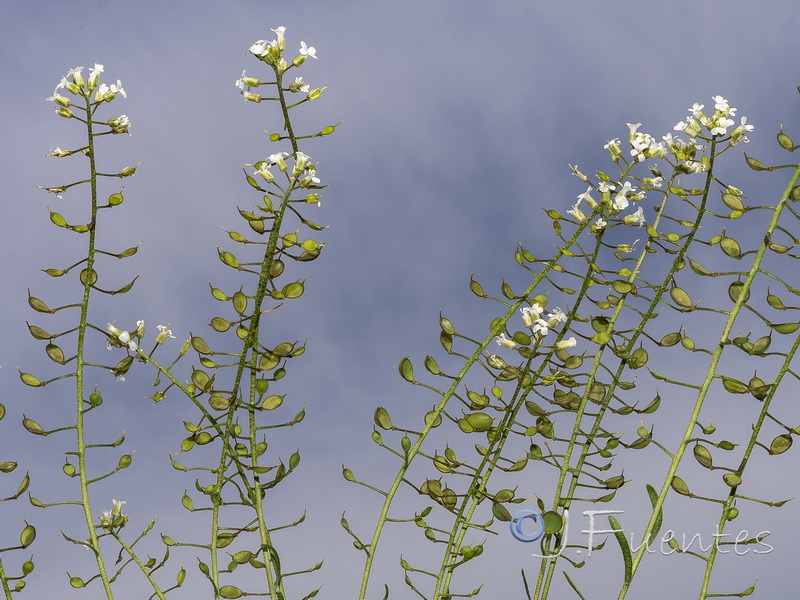 Hormathophylla lapeyrousiana angustifolia.06