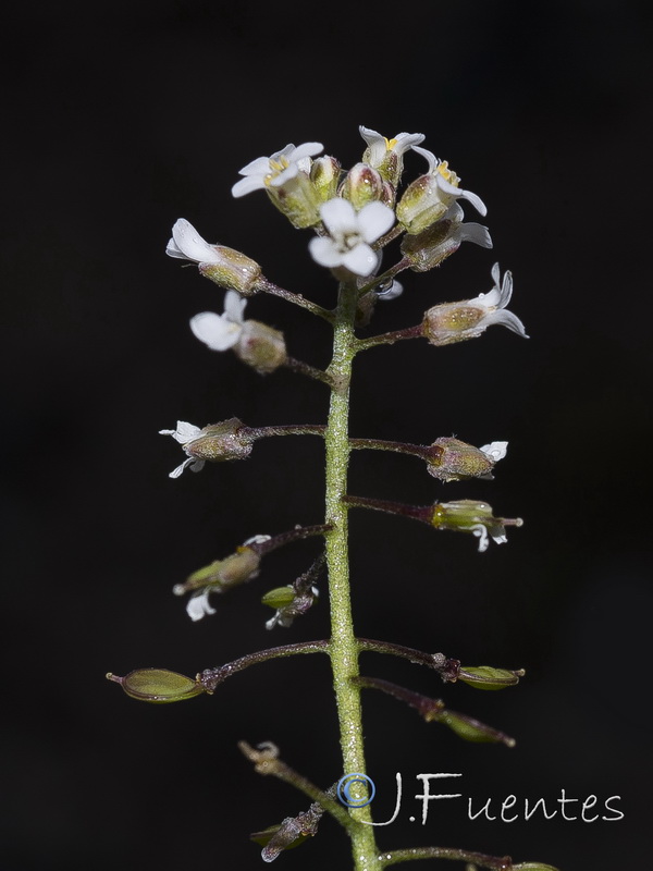 Hormathophylla lapeyrousiana angustifolia.07