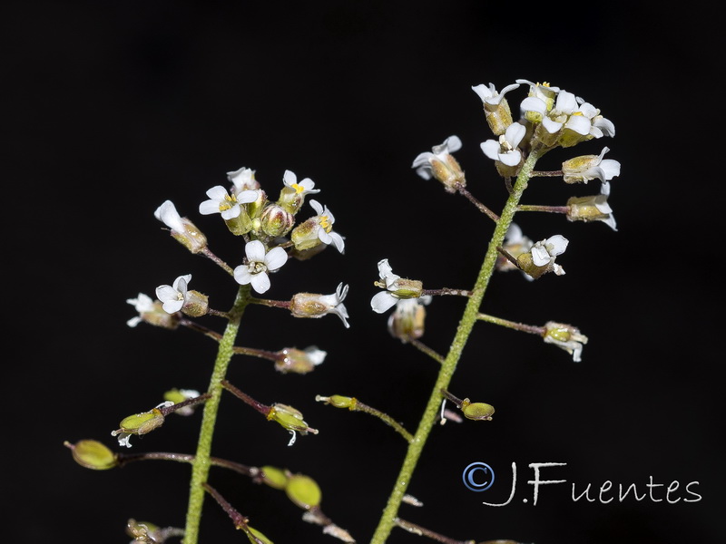 Hormathophylla lapeyrousiana angustifolia.08