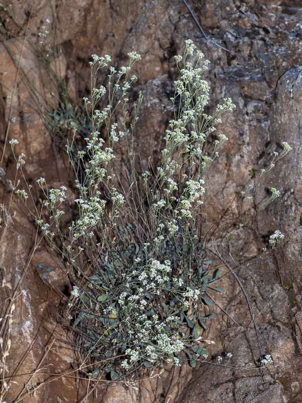 Hormathophylla longicaulis.01