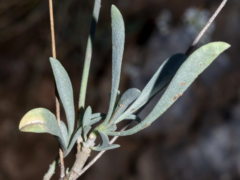 Hormathophylla longicaulis.02