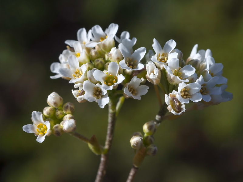 Hormathophylla longicaulis.06