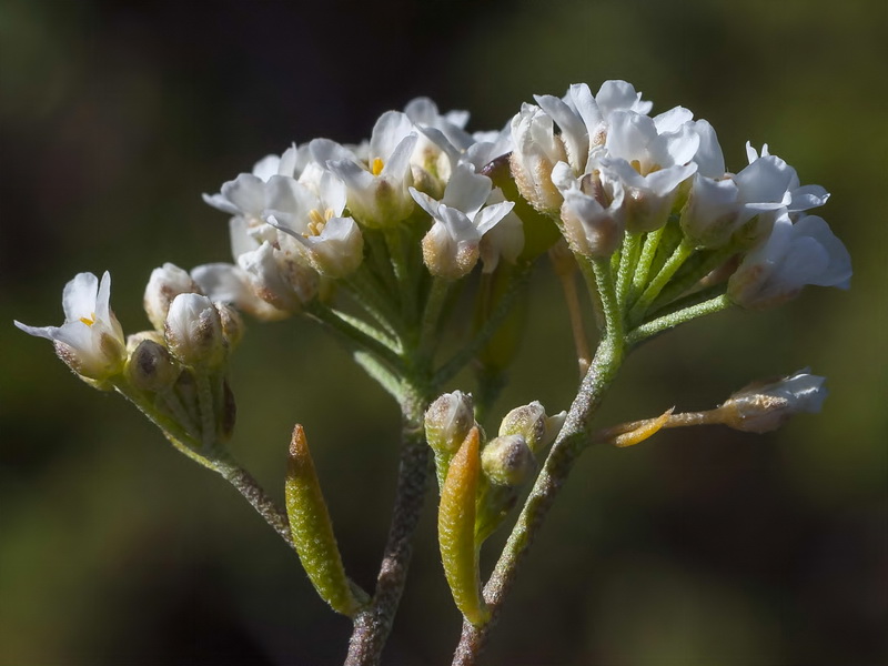 Hormathophylla longicaulis.07