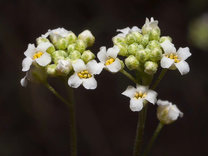 Hormathophylla longicaulis.09