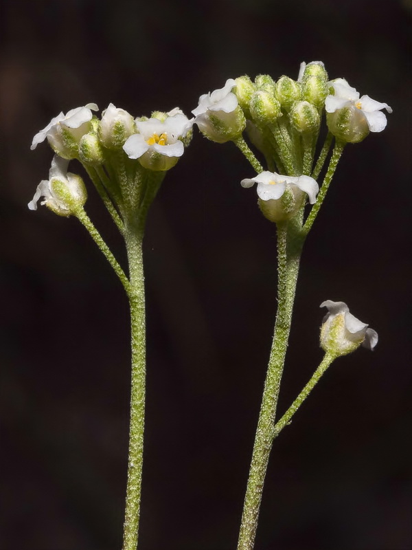 Hormathophylla longicaulis.10