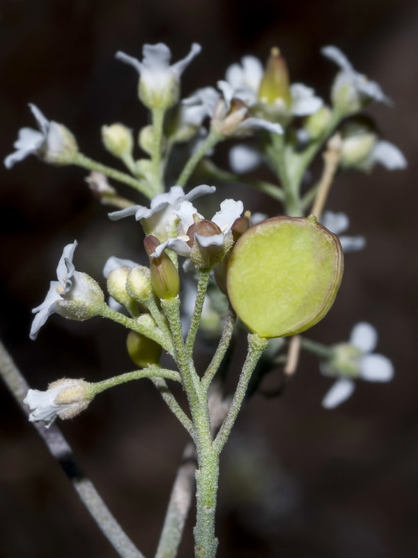 Hormathophylla longicaulis.11