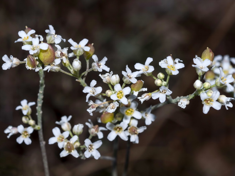 Hormathophylla longicaulis.13