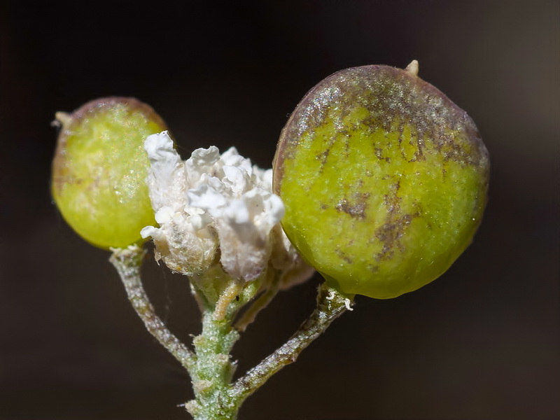 Hormathophylla longicaulis.17