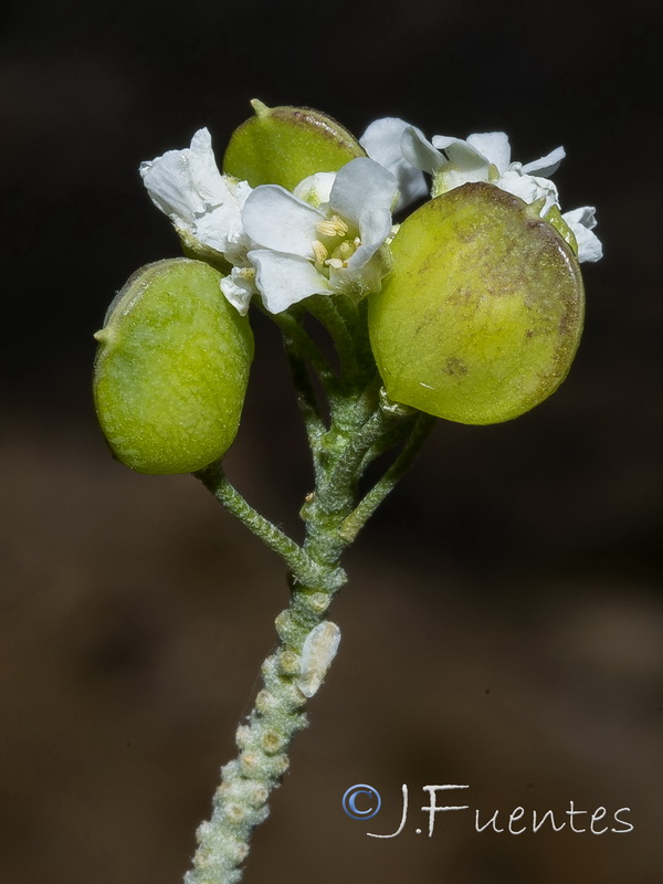 Hormathophylla longicaulis.26