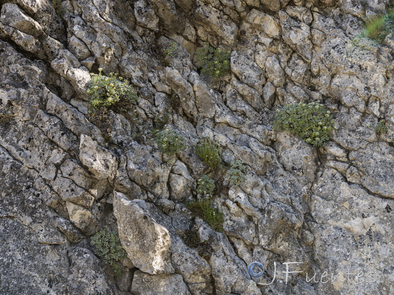 Hormathophylla reverchonii.04