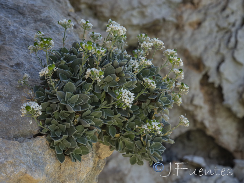Hormathophylla reverchonii.02