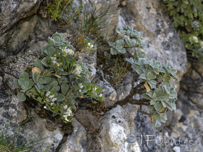 Hormathophylla reverchonii.03
