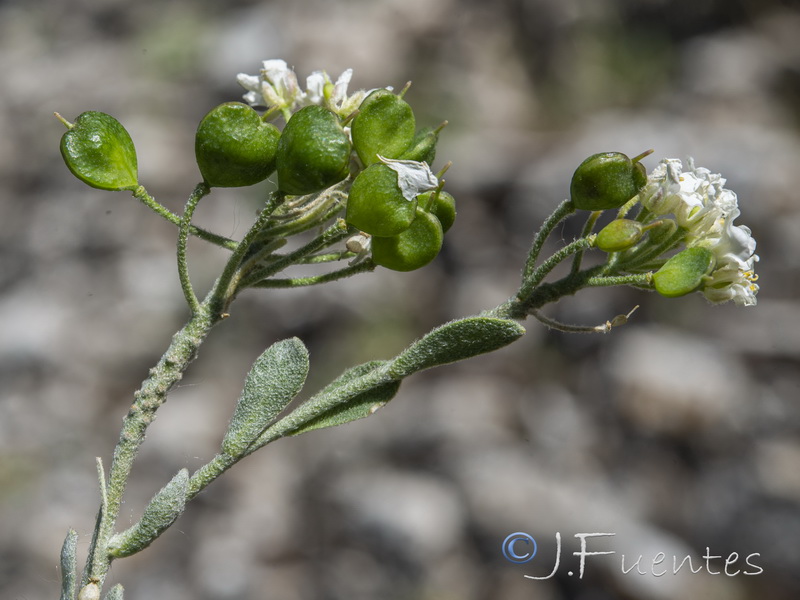 Hormathophylla reverchonii.16