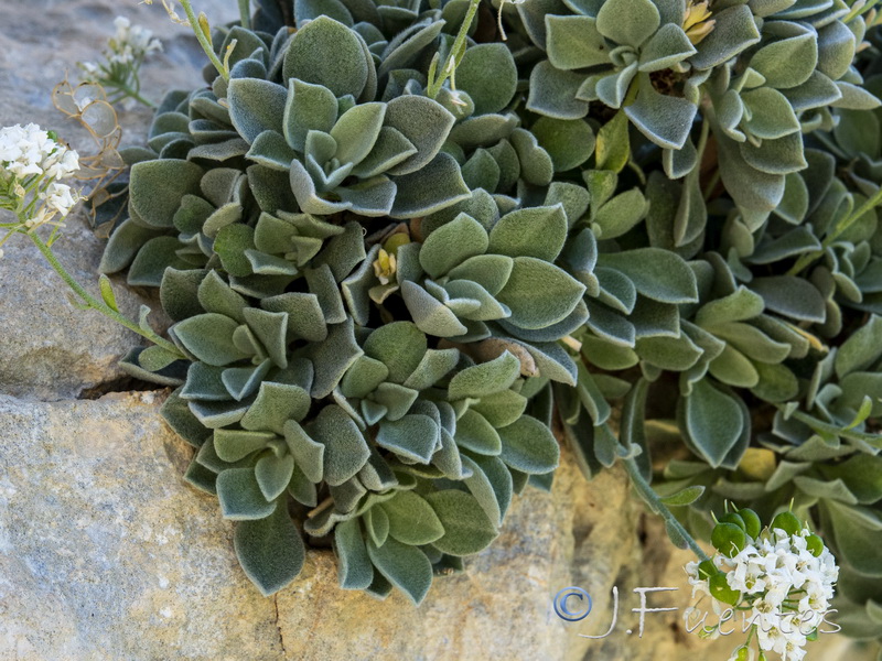 Hormathophylla reverchonii.17