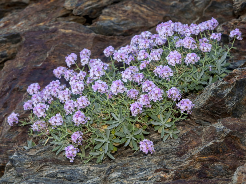 Hormathophylla spinosa.04