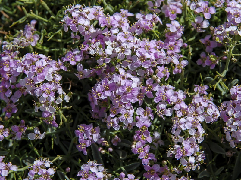 Hormathophylla spinosa.07