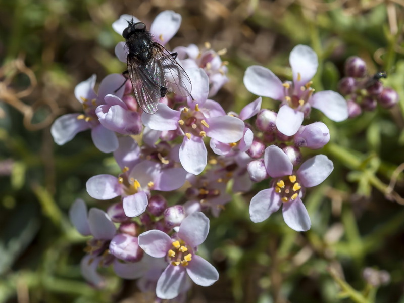 Hormathophylla spinosa.09