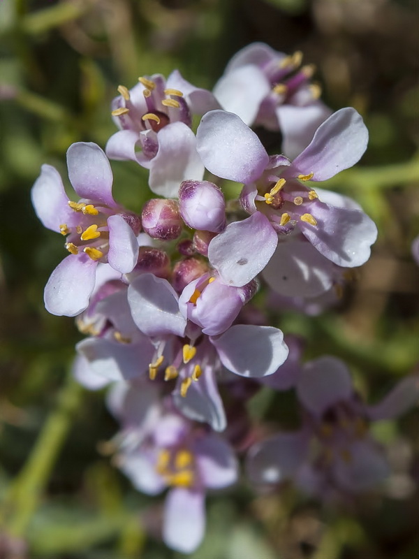 Hormathophylla spinosa.12