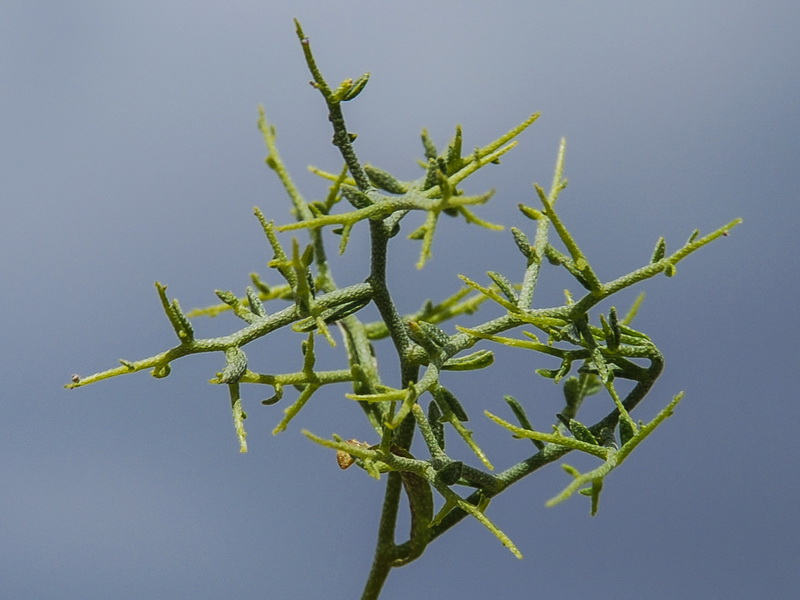 Hormathophylla spinosa.13