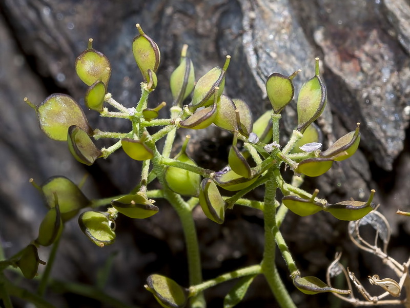 Hormathophylla spinosa.14